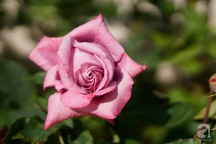 Giàn hồng nghìn bông đẹp như thiên đường hàng ngày được trồng chăm sóc để dành tặng vợ - Ảnh 16.