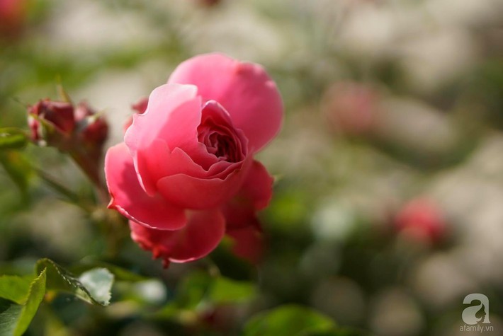Giàn hồng nghìn bông đẹp như thiên đường hàng ngày được trồng chăm sóc để dành tặng vợ - Ảnh 15.