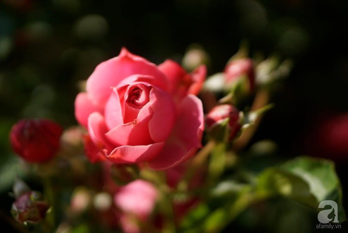 Giàn hồng nghìn bông đẹp như thiên đường hàng ngày được trồng chăm sóc để dành tặng vợ - Ảnh 14.