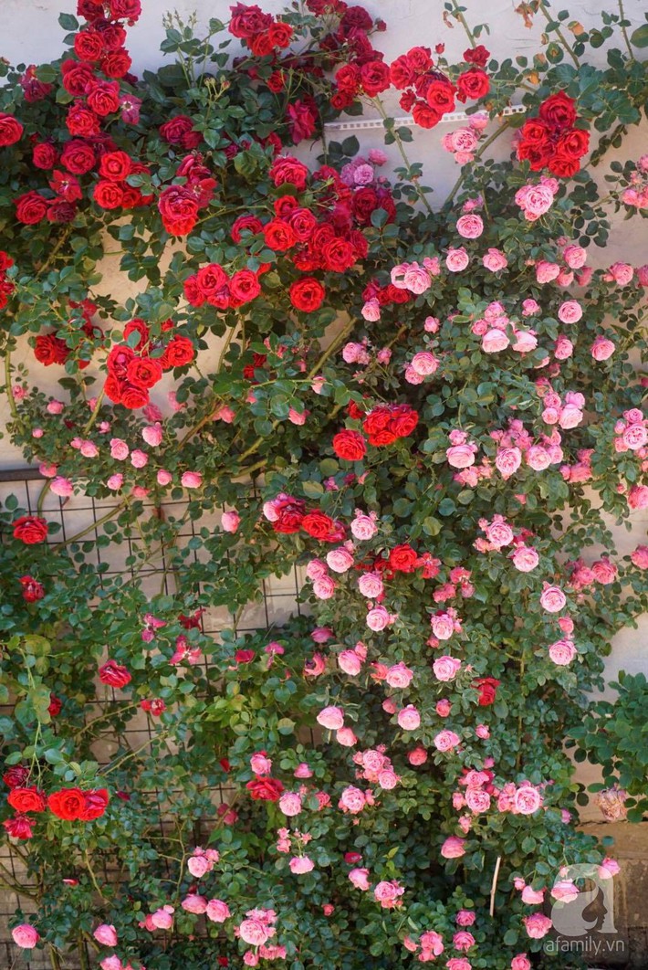 Giàn hồng nghìn bông đẹp như thiên đường hàng ngày được trồng chăm sóc để dành tặng vợ - Ảnh 4.
