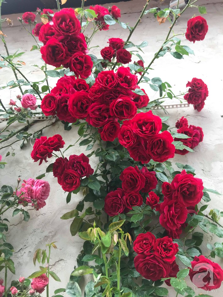 Giàn hồng nghìn bông đẹp như thiên đường hàng ngày được trồng chăm sóc để dành tặng vợ - Ảnh 2.