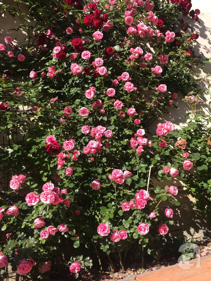 Giàn hồng nghìn bông đẹp như thiên đường hàng ngày được trồng chăm sóc để dành tặng vợ - Ảnh 11.