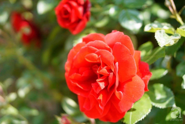 Giàn hồng nghìn bông đẹp như thiên đường hàng ngày được trồng chăm sóc để dành tặng vợ - Ảnh 13.