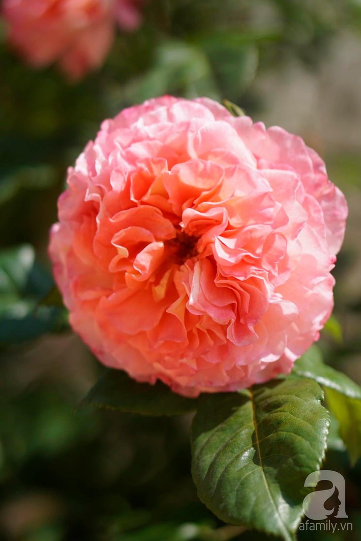 Giàn hồng nghìn bông đẹp như thiên đường hàng ngày được trồng chăm sóc để dành tặng vợ - Ảnh 12.