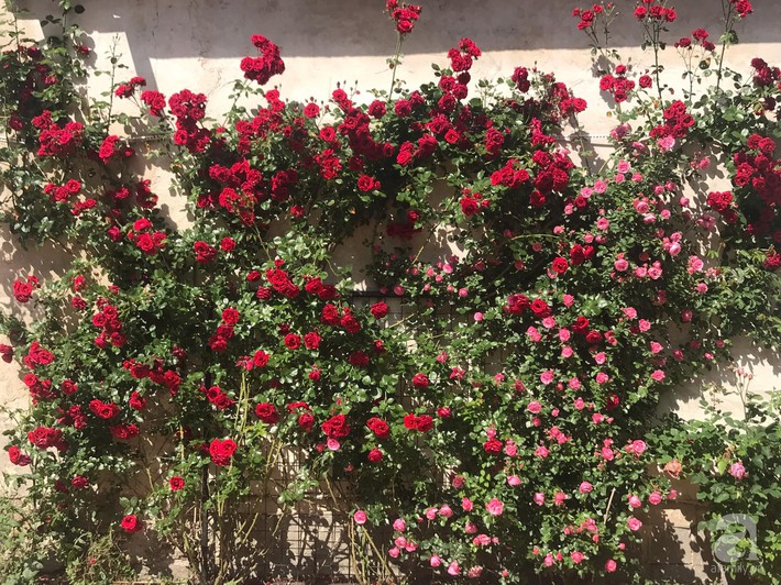 Giàn hồng nghìn bông đẹp như thiên đường hàng ngày được trồng chăm sóc để dành tặng vợ - Ảnh 8.