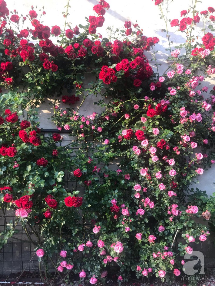 Giàn hồng nghìn bông đẹp như thiên đường hàng ngày được trồng chăm sóc để dành tặng vợ - Ảnh 7.